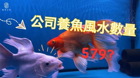 風水魚 數量|養魚招財：最佳魚隻數量